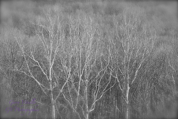 Winter Trees_BW